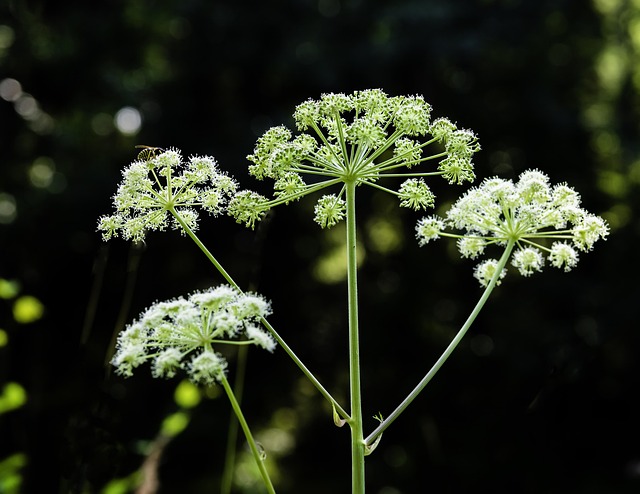 Angelica Sylvestris Aromatic Free photo on Pixabay Pixabay