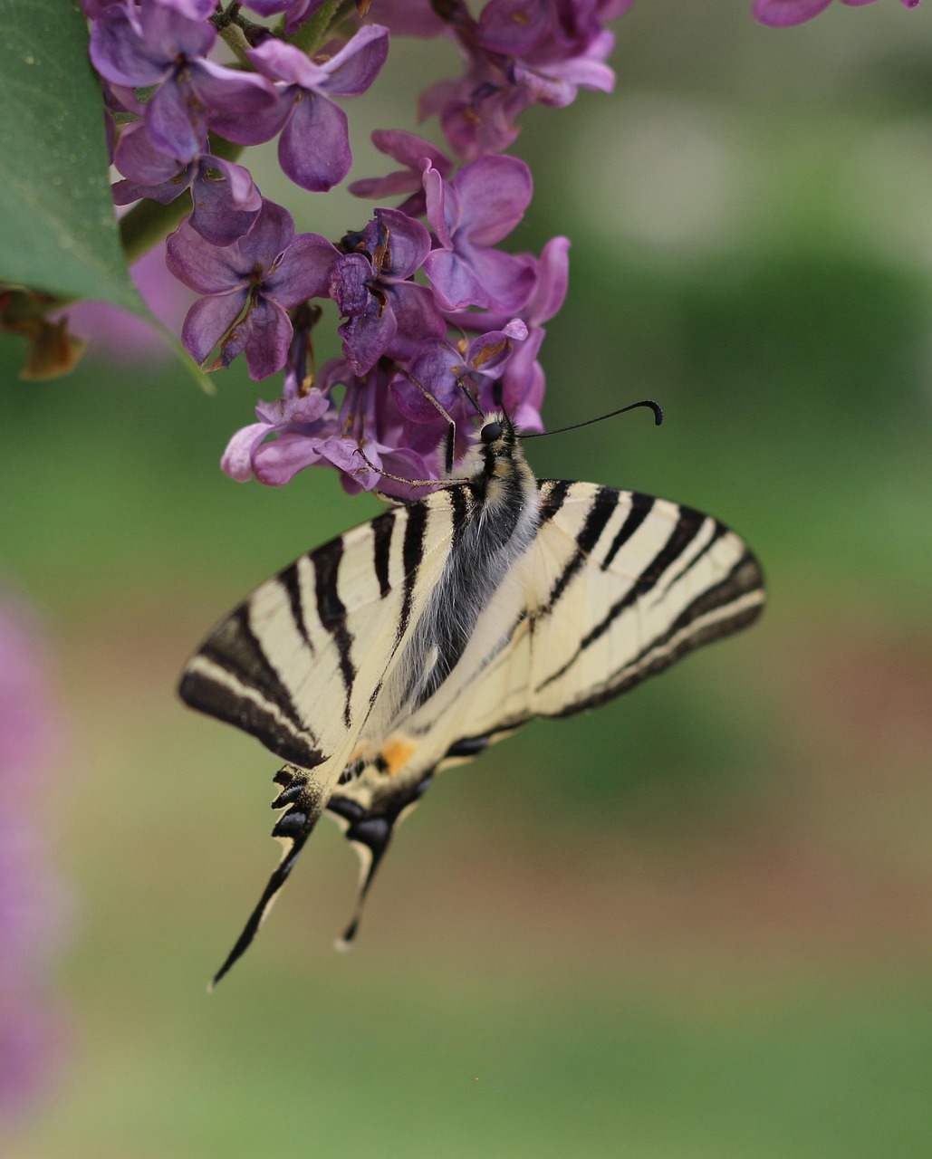 Scarce Swallowtail Free Photo On Pixabay Pixabay
