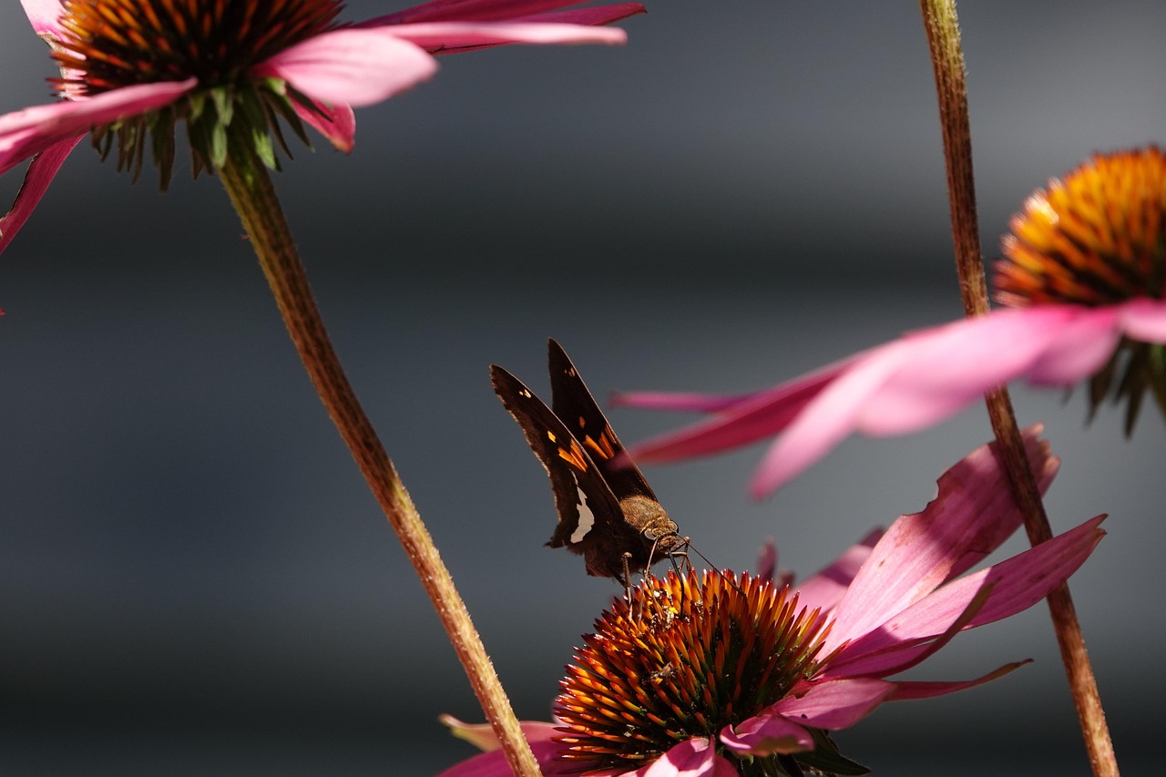 蝴蝶 自然 昆虫 - Pixabay上的免费照片 - Pixabay