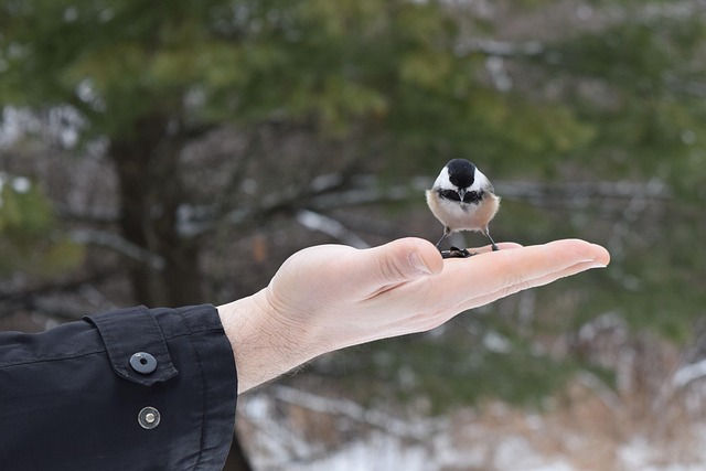 Free Bird Forest photo and picture