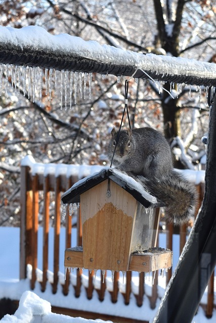 Free Grey Squirrel Bird House photo and picture