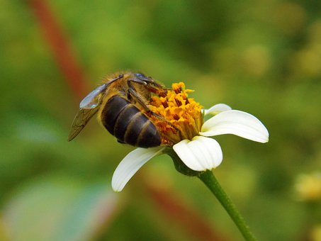 Free Bee Blackjack photo and picture