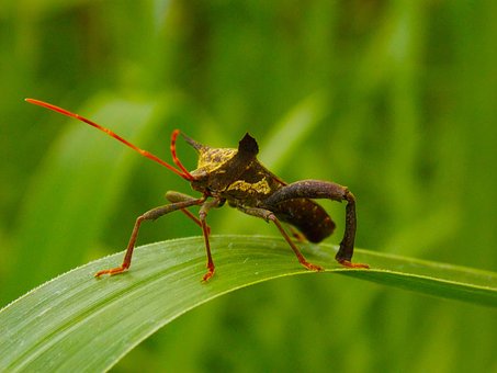 Free Bug Insect photo and picture