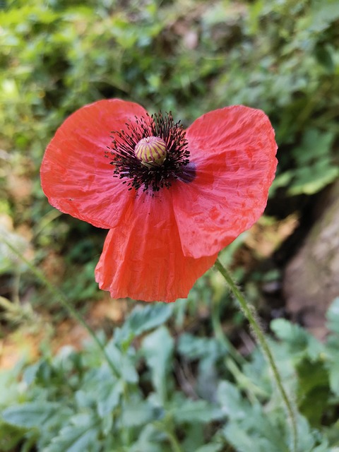 Free Flower Stamen photo and picture