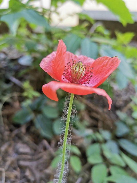 Free Flower Flower Background photo and picture