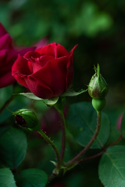Free Flower Red photo and picture