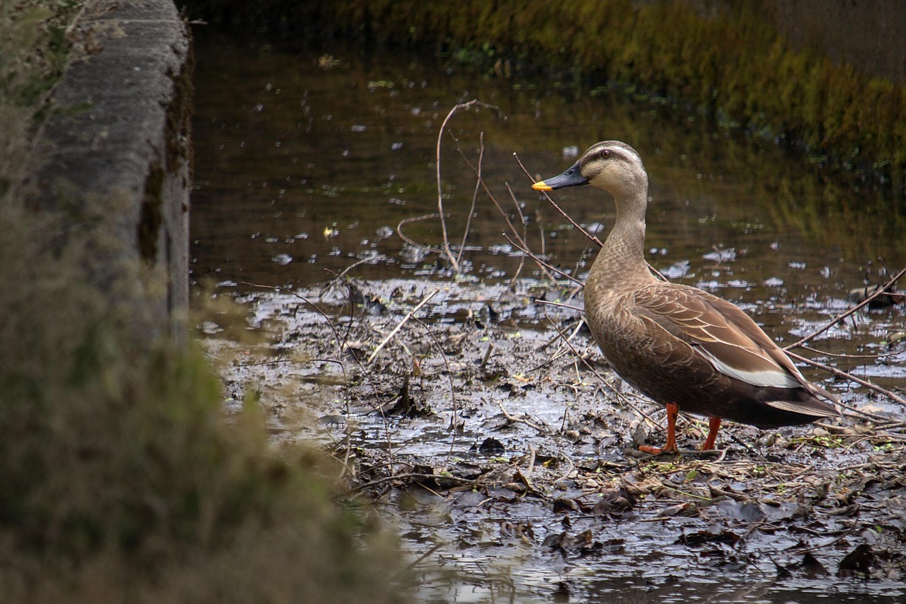 Duck Muddy Canal Free photo on Pixabay Pixabay