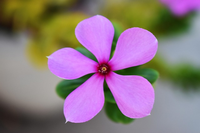 Free Evergreen Flower Flower photo and picture