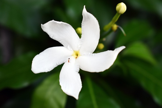 Free Evergreen Flower Flower photo and picture