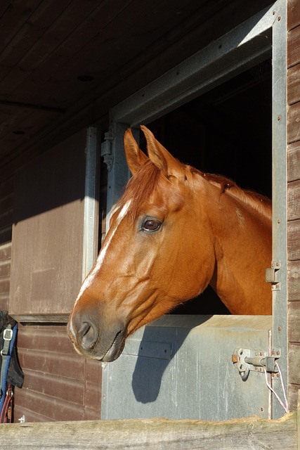 Free Horse Horse Head Shot photo and picture