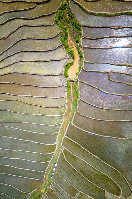 Terraços, Campo De Arroz, Vietnã, Terra