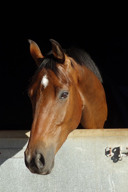Free Horse Horse Head Shot photo and picture