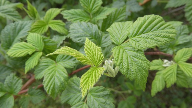 Download free HD stock image of Raspberry Leaves Free Raspberry Leaves photo and picture