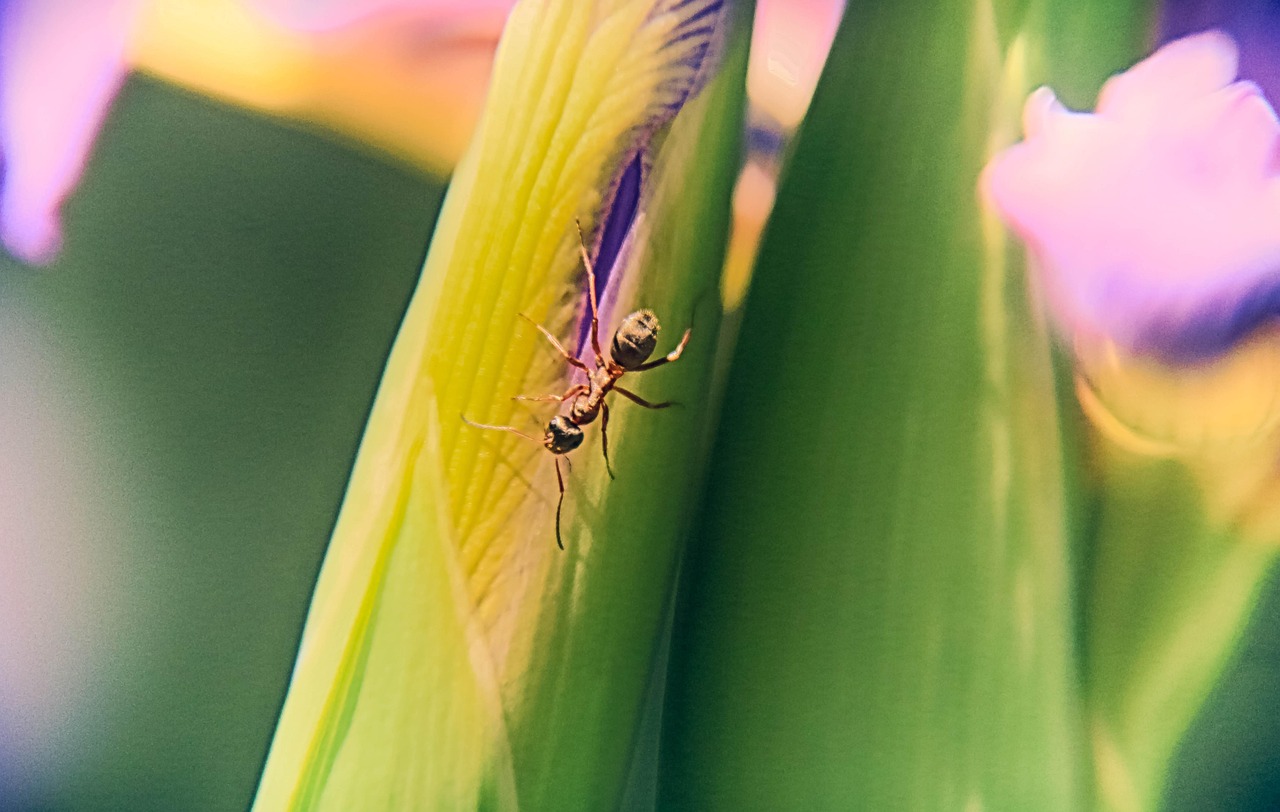 Hormiga Insecto Macro - Foto gratis en Pixabay - Pixabay