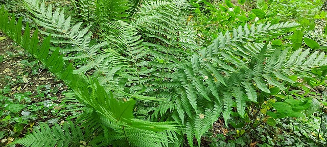 Free Fern Woodland photo and picture