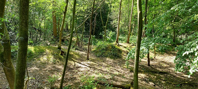 Free Woodland Trees photo and picture