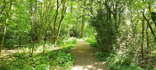 Free Woodland Trees photo and picture