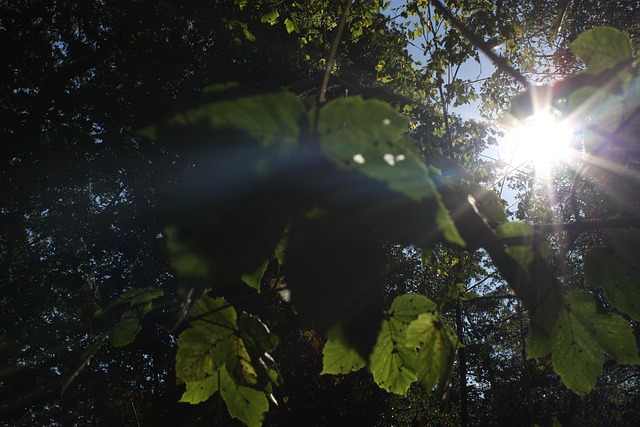 Free Leaves Leaf photo and picture