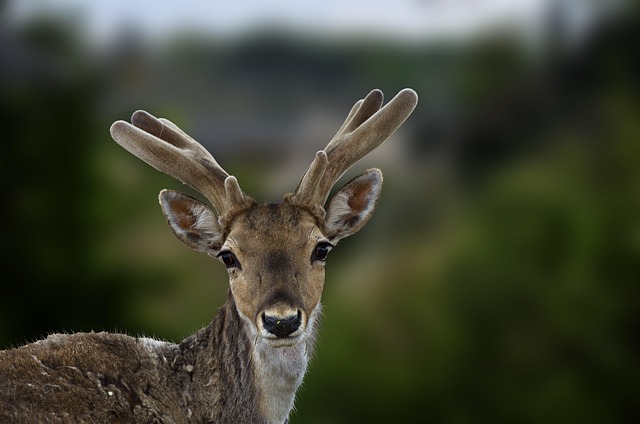 Free Deer Zoo photo and picture