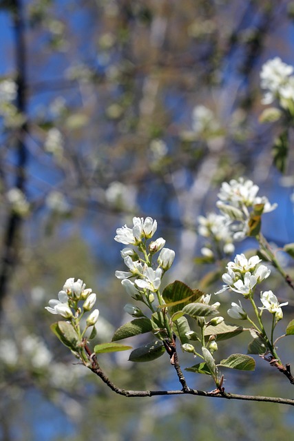 Saskatoon Spring Bloom 30+ Free Saskatoon & Saskatchewan Images - Pixabay