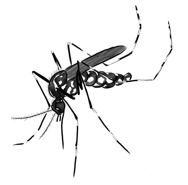 Free mosquito insects animal illustration