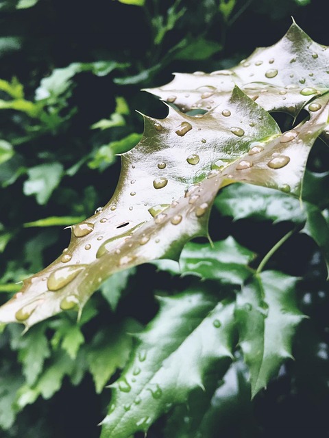 Free Leaf Drops photo and picture