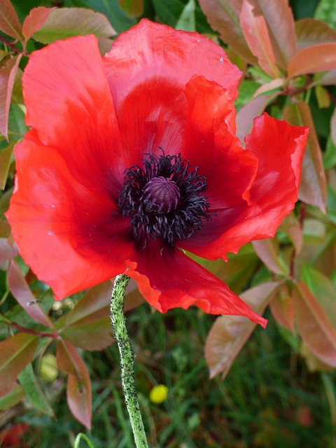 Free Poppy Beautiful Flowers photo and picture