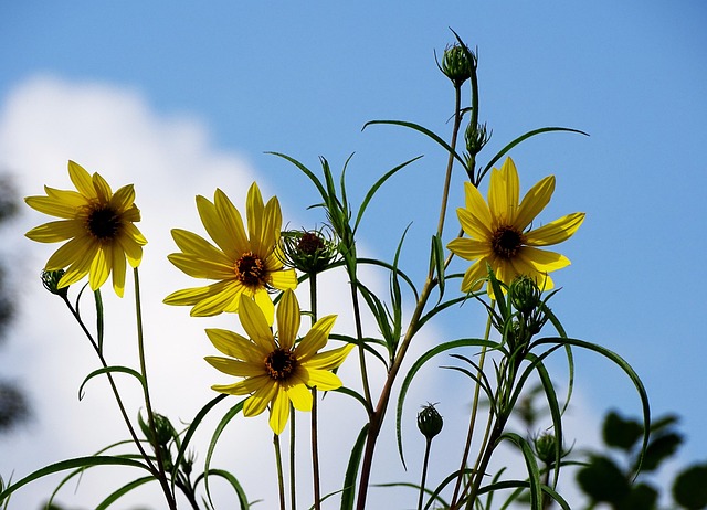 Free Flower Summer photo and picture