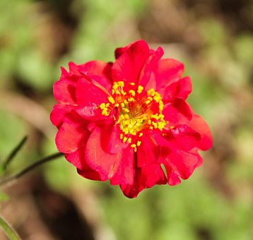 Free Geum Flower photo and picture
