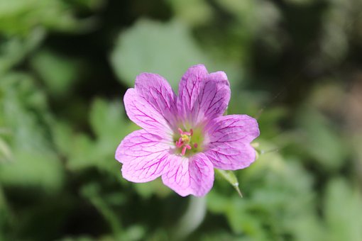 Free Geranium Pink photo and picture