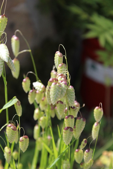 Free Grass Green photo and picture