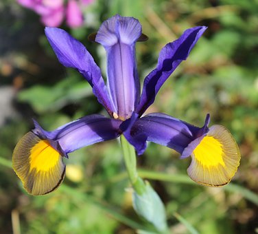 Free Iris Blue photo and picture