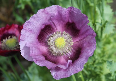Free Purple Himalayan Poppy Garden photo and picture