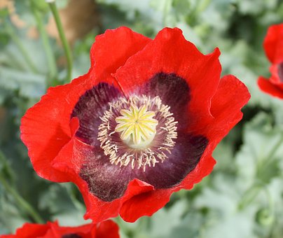 Free Red Himalayan Poppy Bloom photo and picture