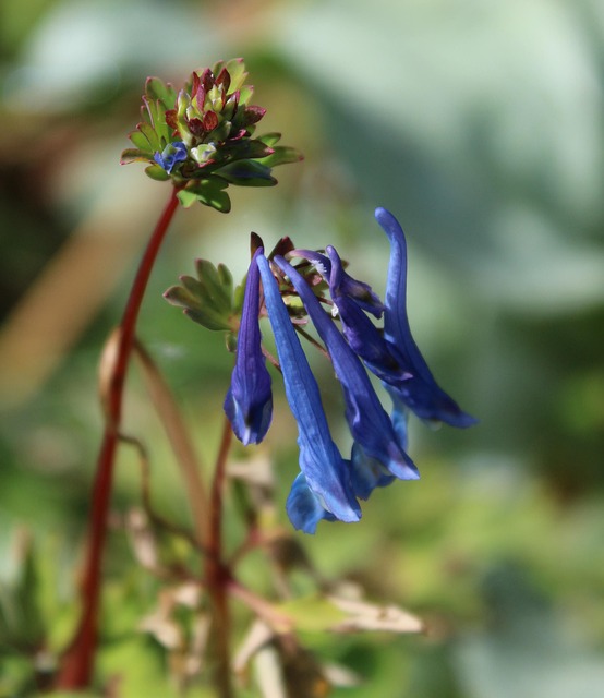 Free Blue Corydalis Beautiful Flowers photo and picture
