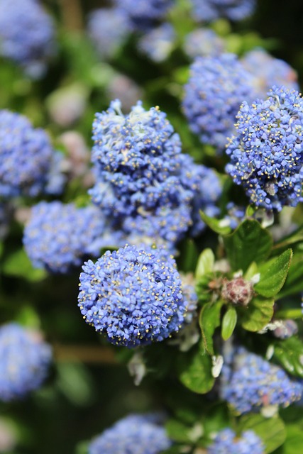 Free Ceonothus Blue photo and picture