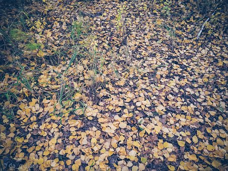 Toamnă, Într-O Zi, Septembrie