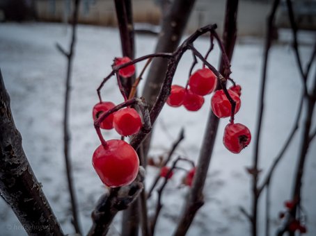Iarnă, Zăpadă, Googlecamera, Natura