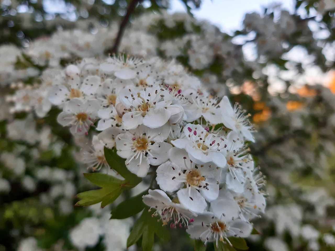 Fleurir Arbre Le Printemps - Photo gratuite sur Pixabay - Pixabay