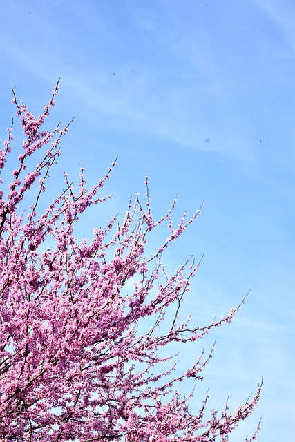 Redbud, Feder, Himmel, Wolken, Blumen