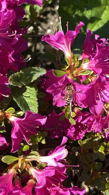 Free Flower Bee photo and picture