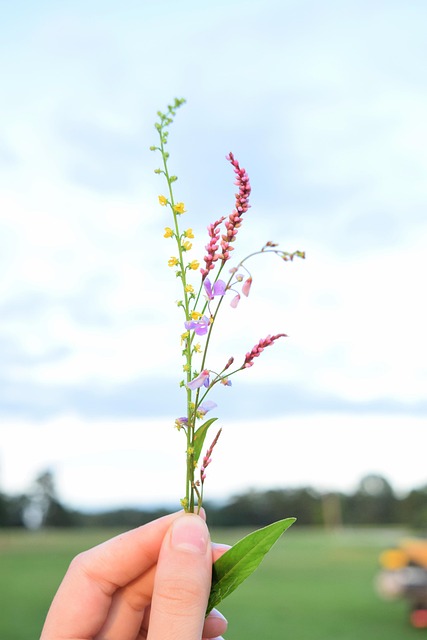 Wildblumen, Strauß, Blumen Hintergrund