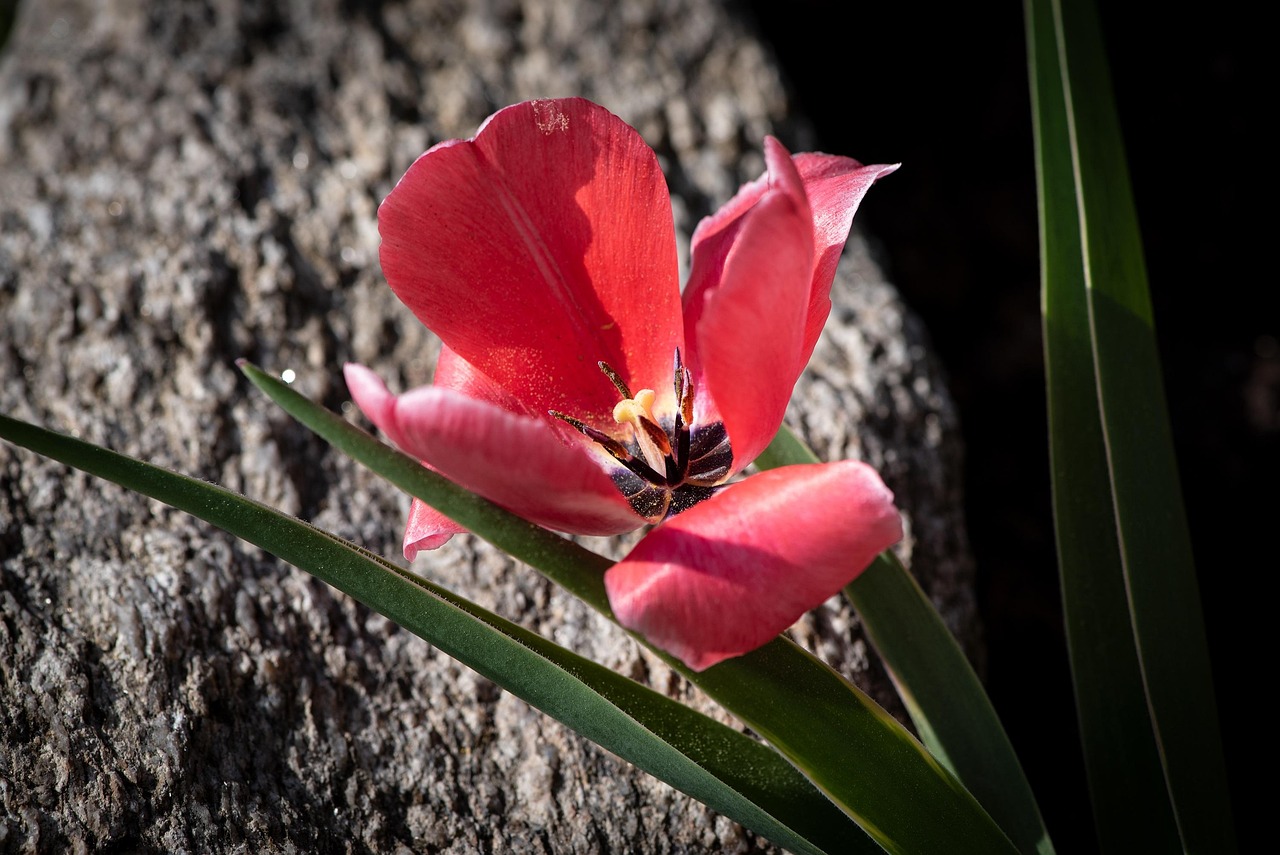 Tulip Flower Blossom Free photo on Pixabay Pixabay