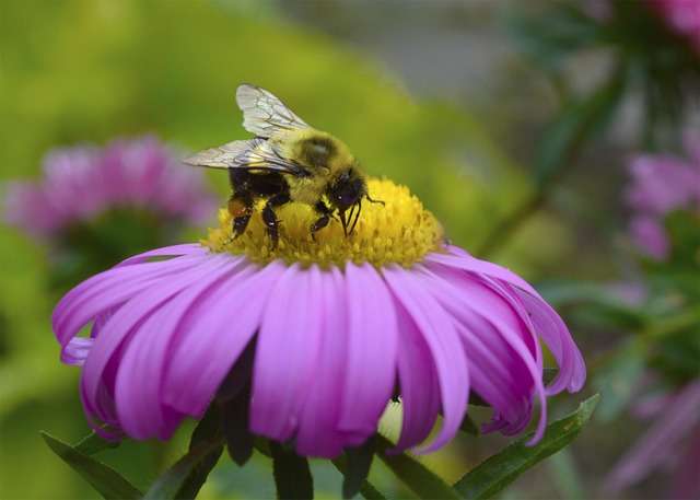 Biene, Gänseblümchen, Pollen, Hummel