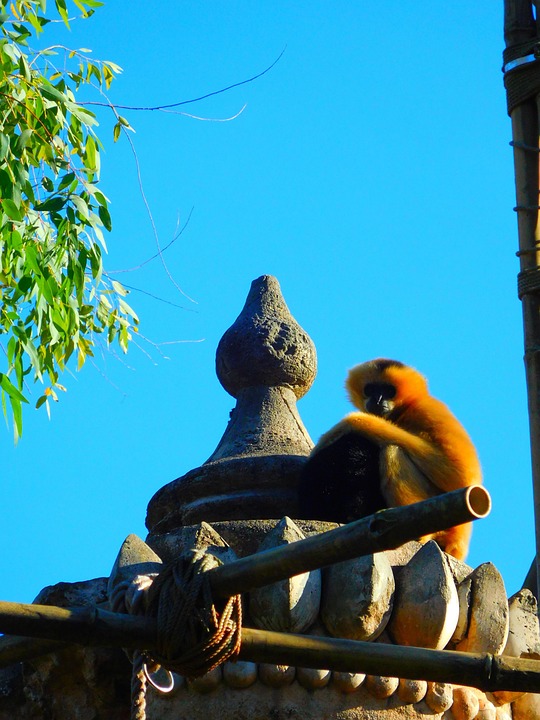 Golden Lion Tamarin Monkey Ora - Free photo on Pixabay