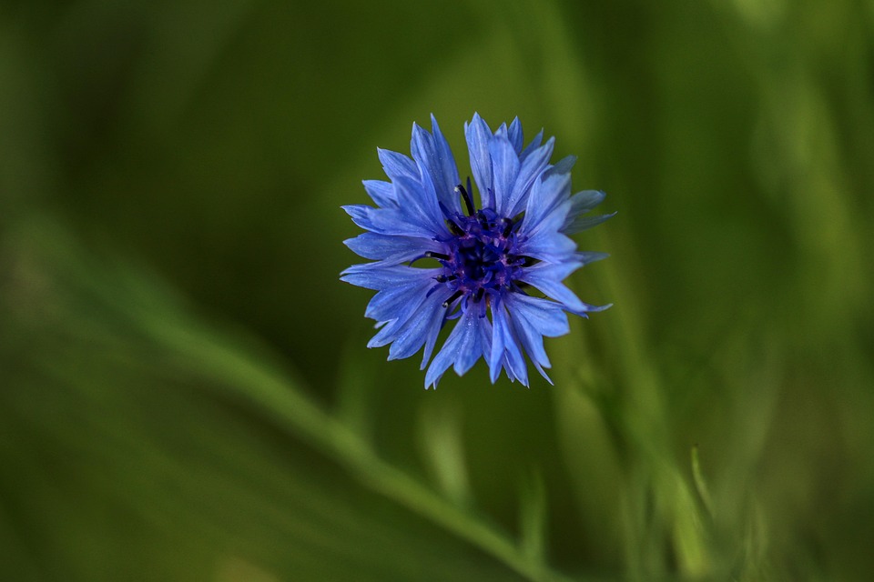 Blue Flower Bloom Free photo on Pixabay