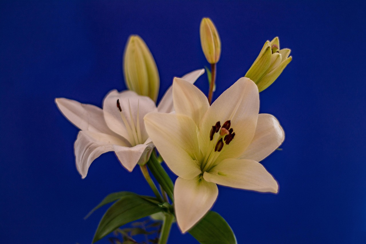 Lily Flower CloseUp Free photo on Pixabay Pixabay
