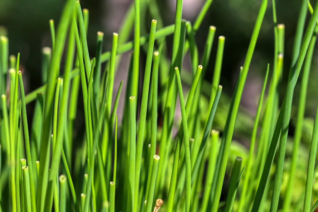 Chives Kitchen Garden Free Photo On Pixabay