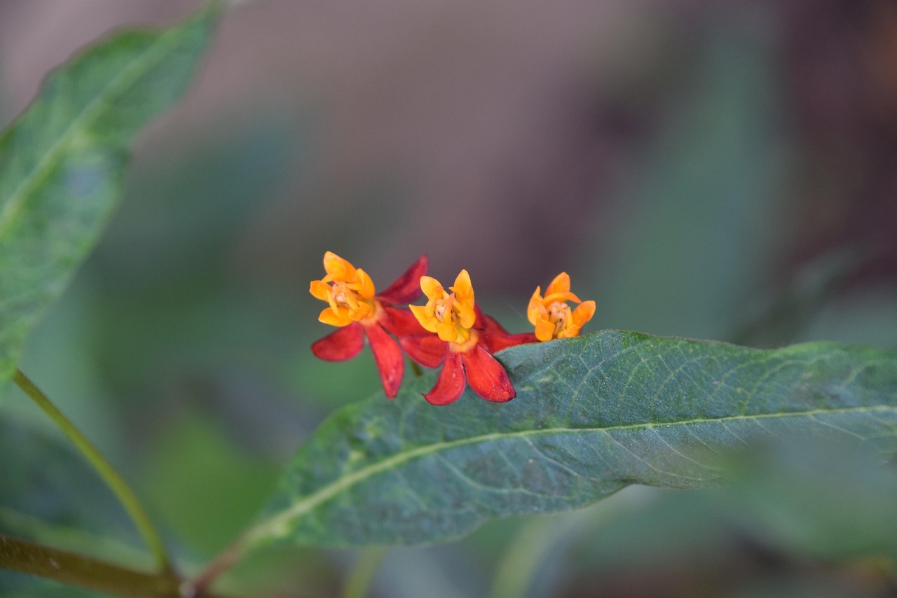 Bunte Trio Blumen Rot Kostenloses Foto auf Pixabay Pixabay