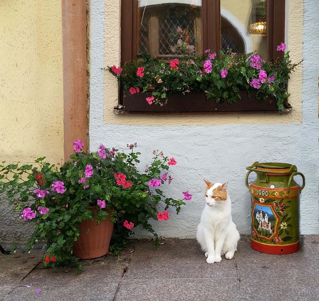 Katze, Kätzchen, Blumen, Milchkanne